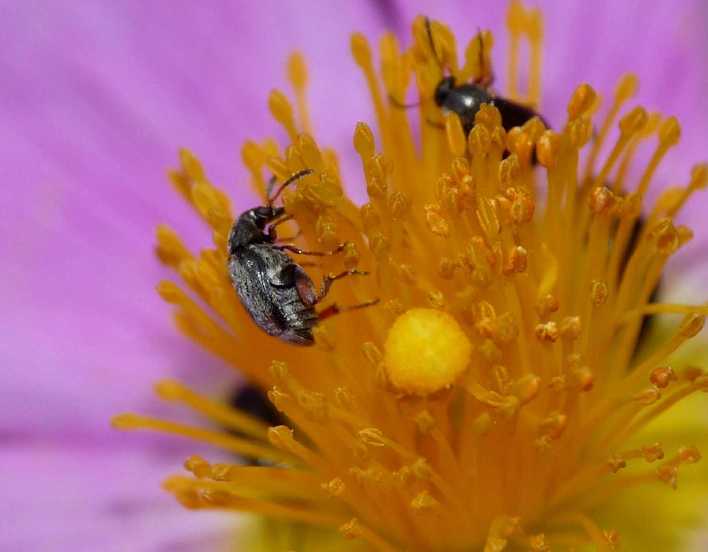 Piccoli coleotteri su fiori di Cisto